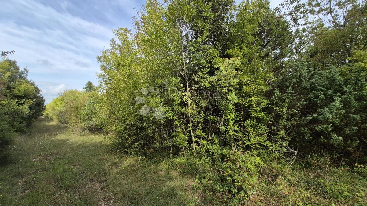 Kmetijsko zemljišče 11.980 m2, 600 m od morja