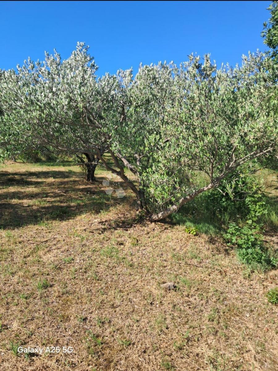 Kmetijsko zemljišče Tribunj, 1.272m2