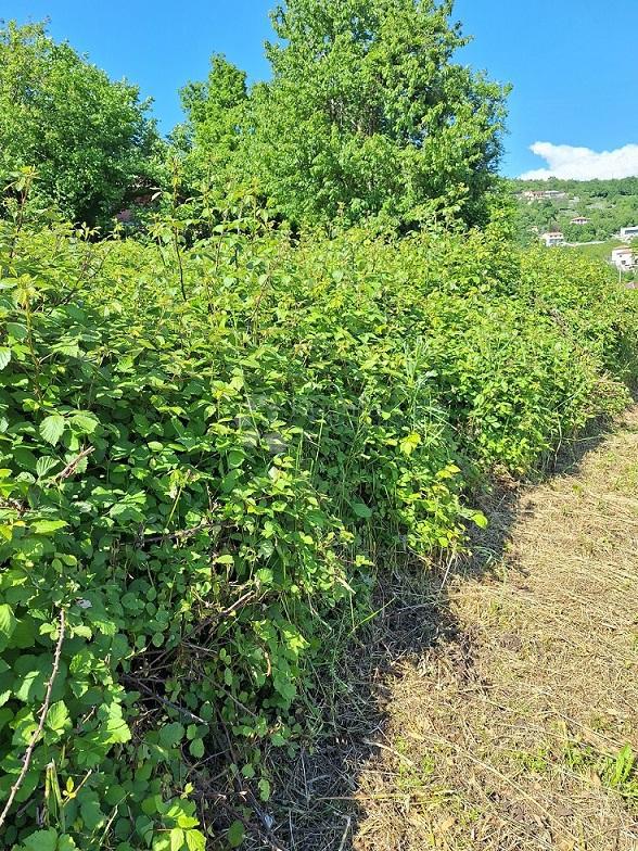 Zazidljivo zemljišče Poljane, Opatija - Okolica, 831m2