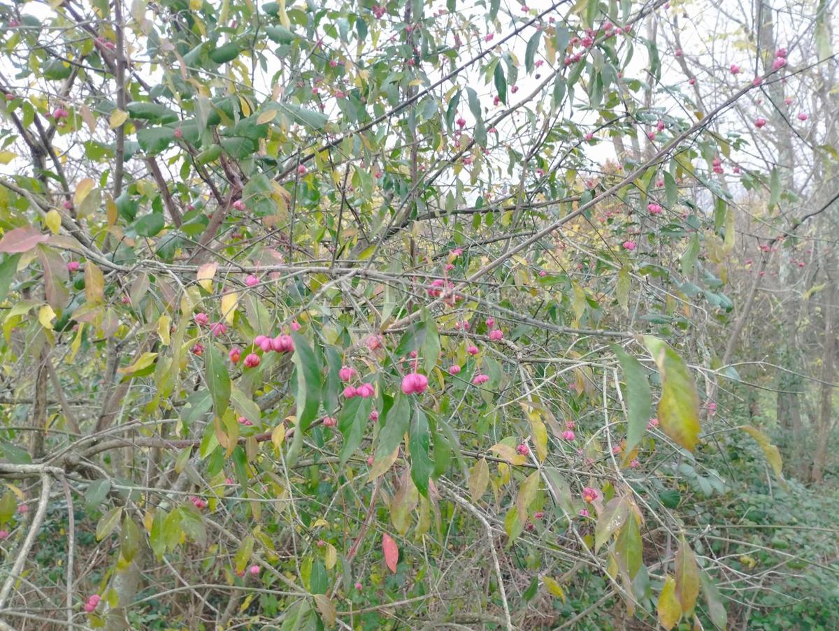 Prodaja se zemljišče s površino 23.866 m2 (23,87 m2), delno ZGRAJENO, v Nedešćini (Istra)!!