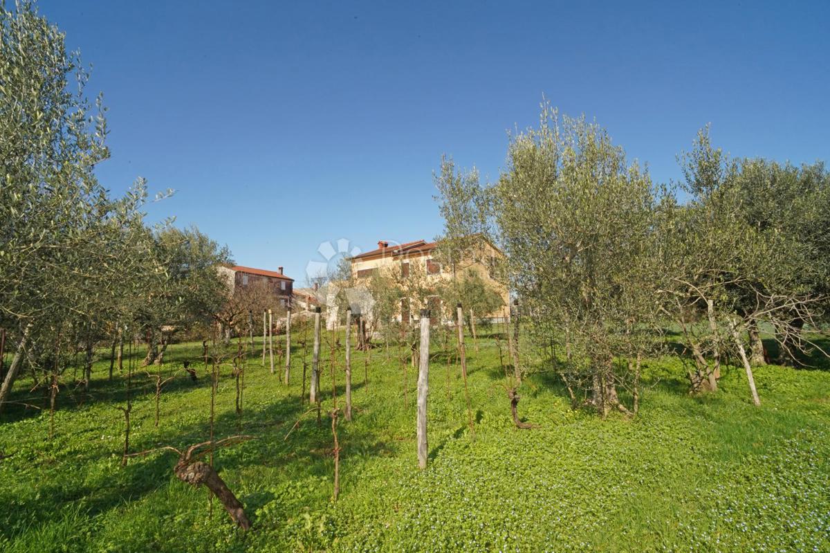 Hiša Brtonigla, Brtonigla, Brtonigla, Istarska županija, 230m2