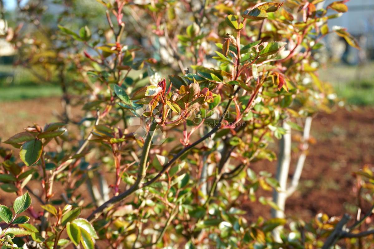 Zemljišče Štinjan, Pula, 3.300m2