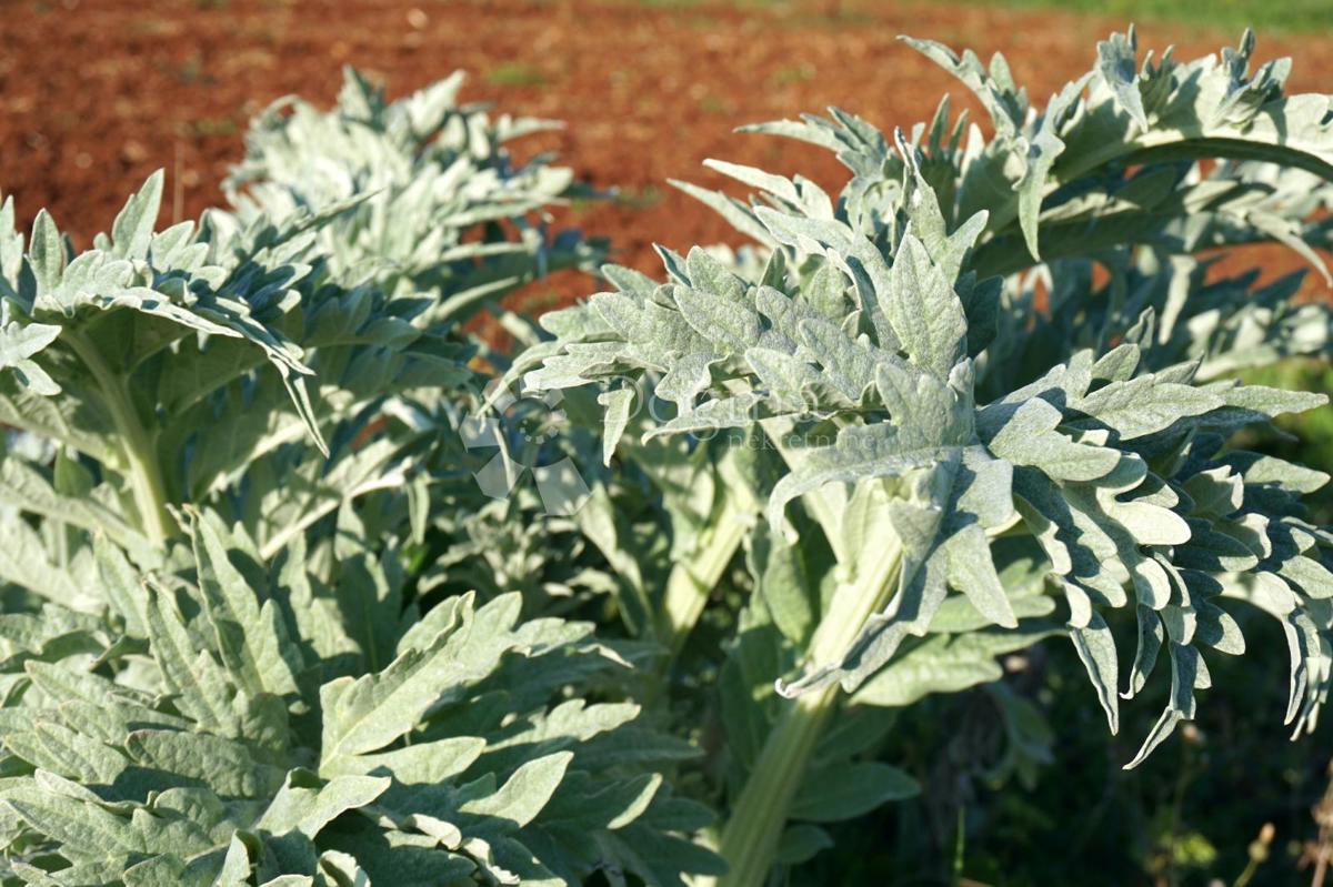 Zemljišče Štinjan, Pula, 3.300m2