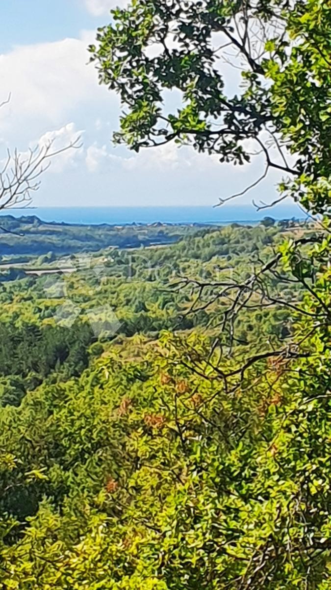 Zemljišče Buje, 18.000m2