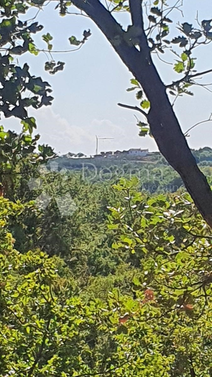 Zemljišče Buje, 18.000m2