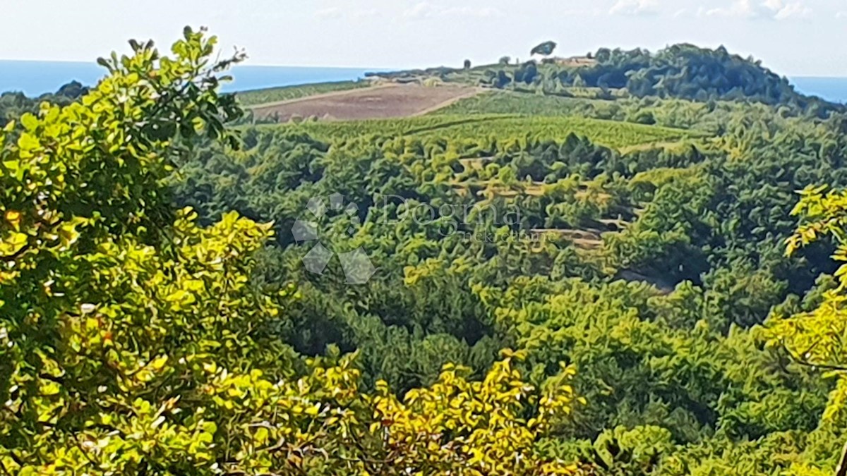 Zemljišče Buje, 18.000m2