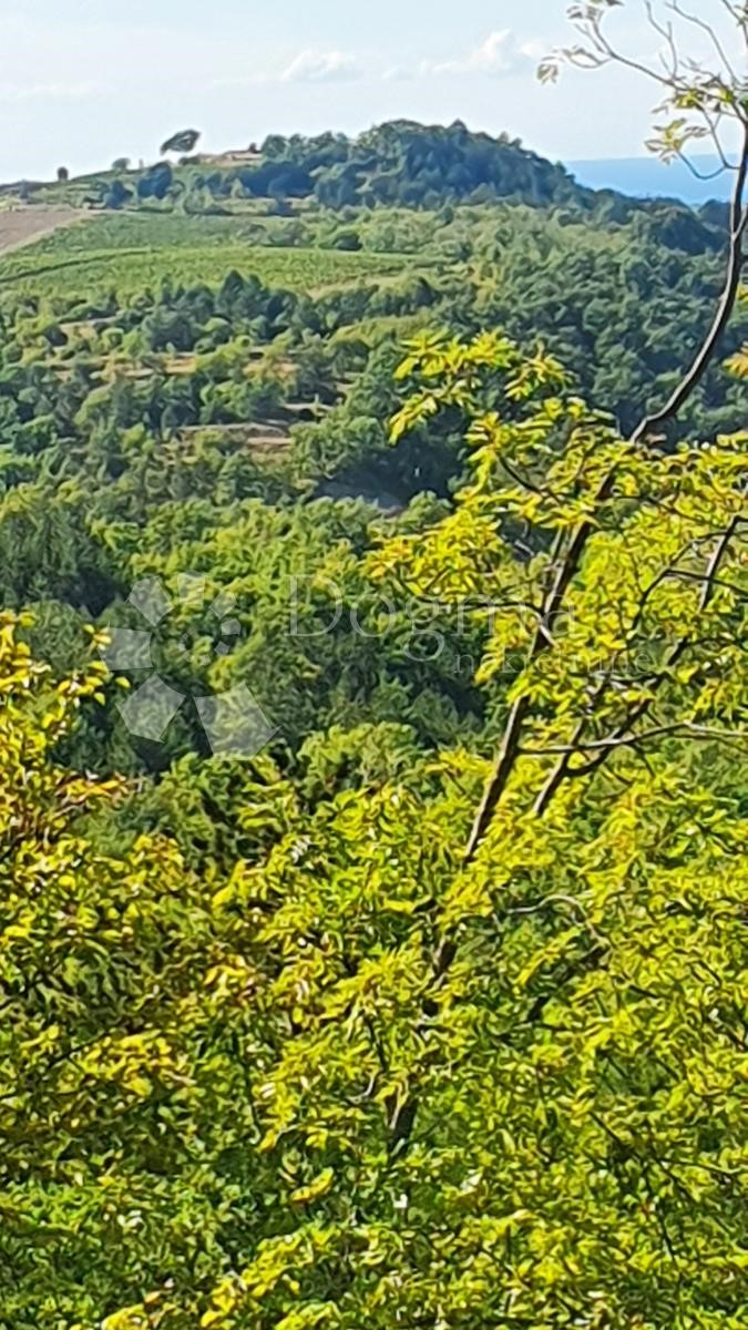 Zemljišče Buje, 18.000m2