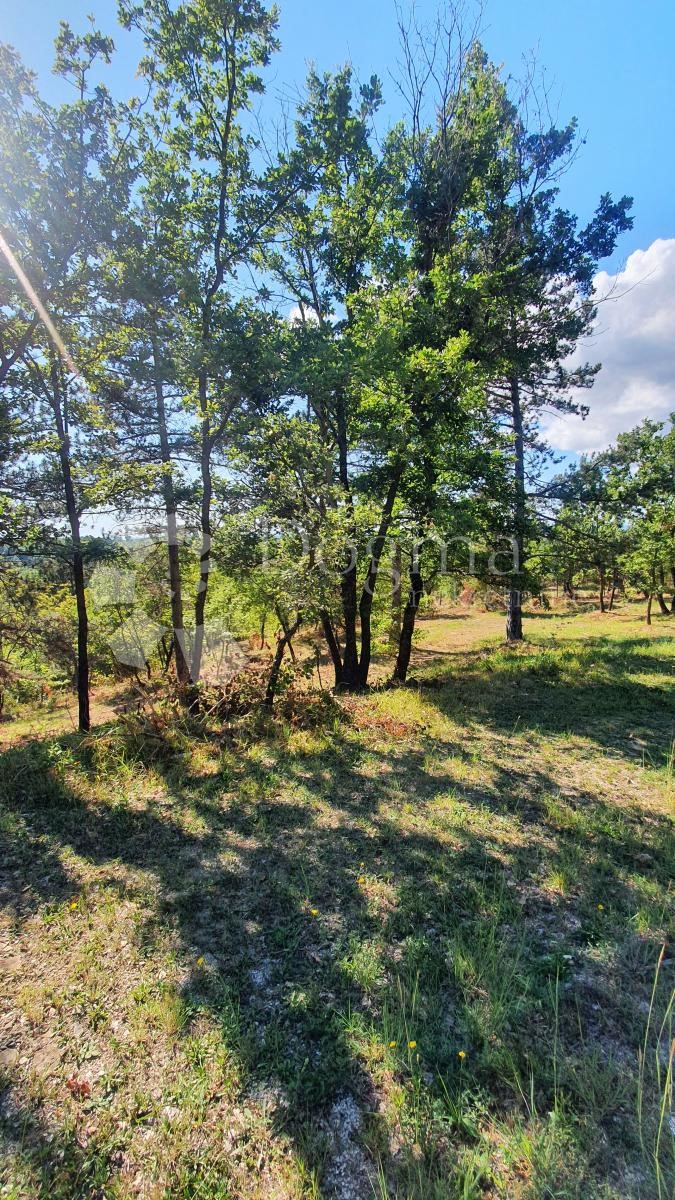 Zemljišče Buje, 18.000m2