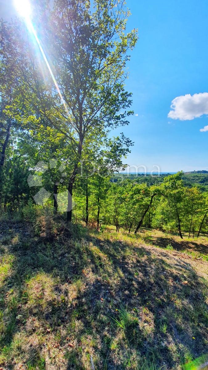 Zemljišče Buje, 18.000m2