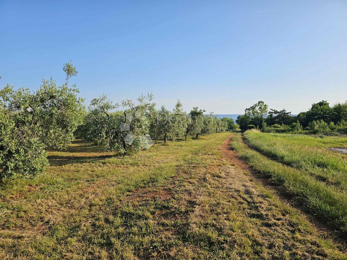 Zemljišče Umag, 11.100m2