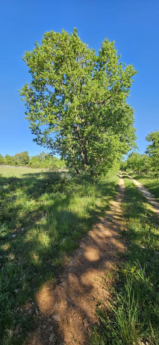 Kmetijsko zemljišče Svetvinčenat, 1.314m2