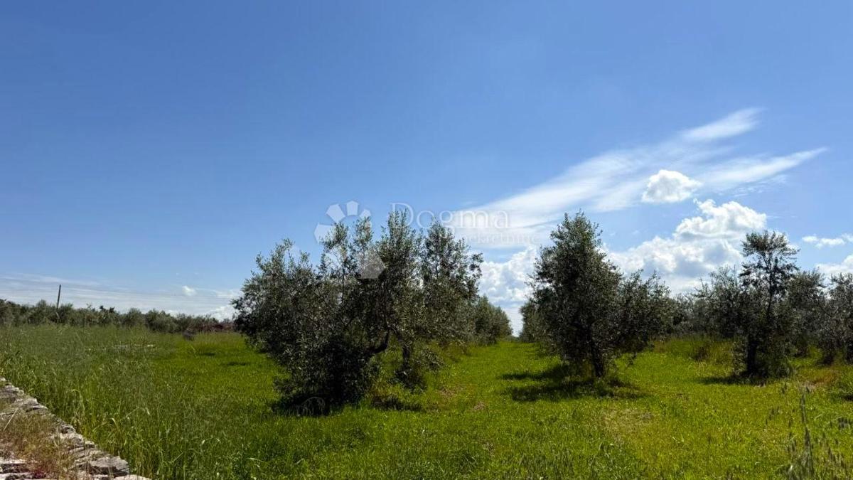 Kmetijsko zemljišče Umag, 10.292m2
