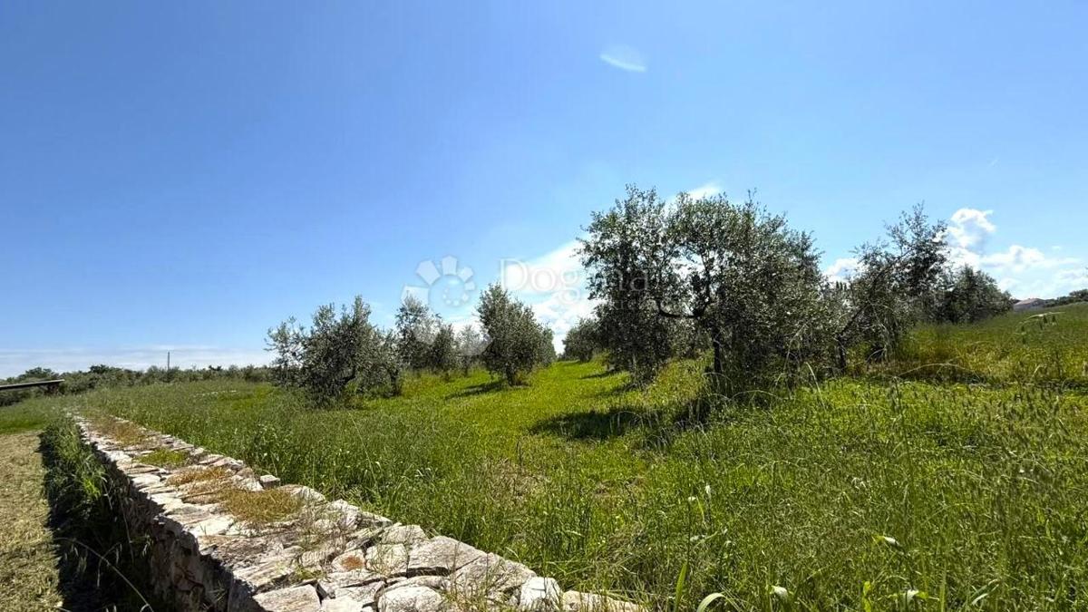 Kmetijsko zemljišče Umag, 10.292m2