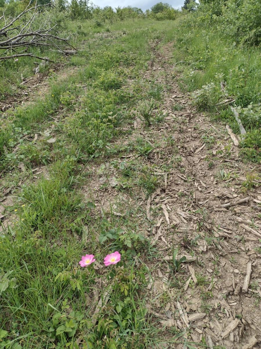Zazidljivo zemljišče Stipan, Gvozd, 62.781m2