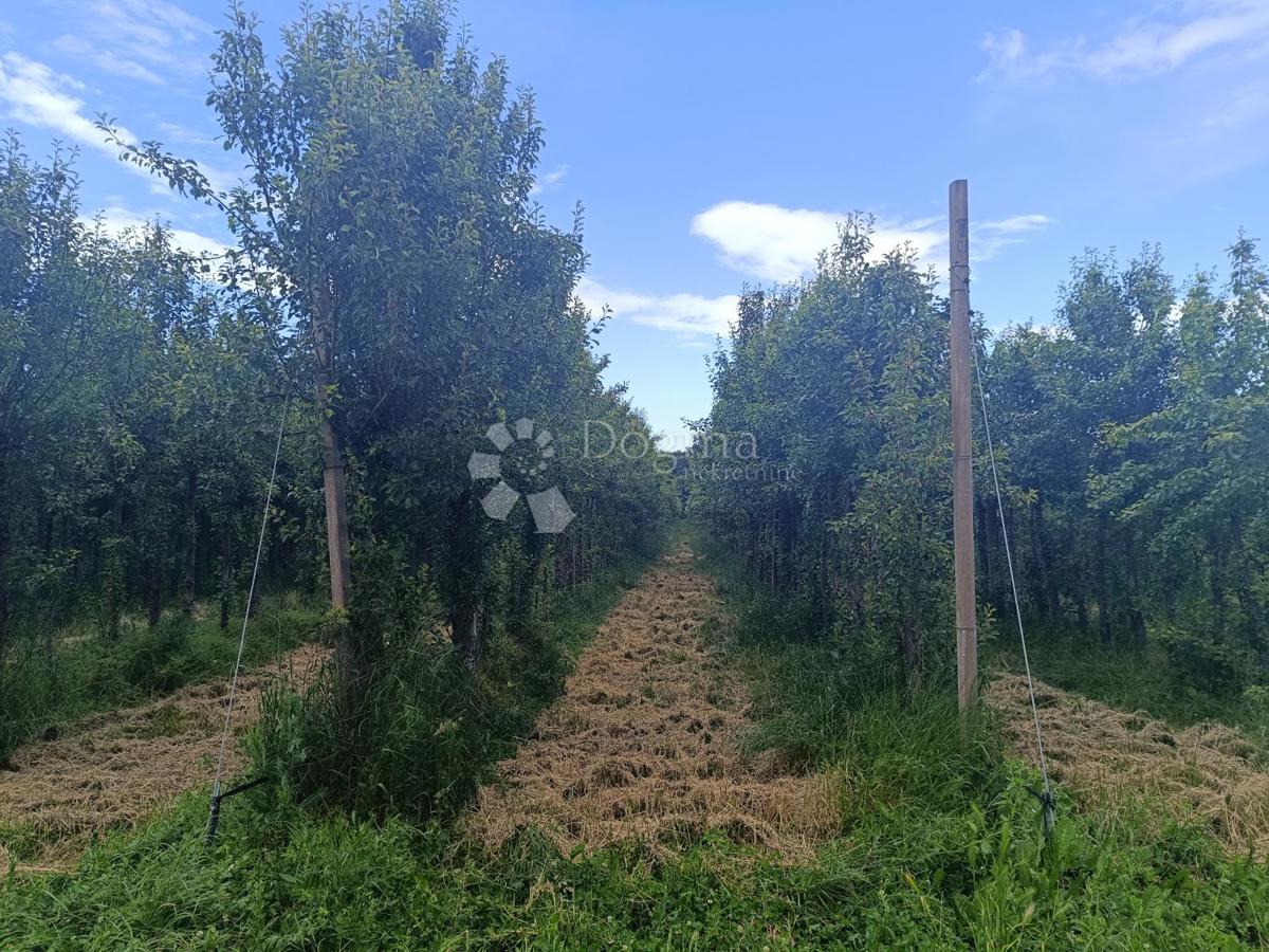 Kmetijsko zemljišče Petrijevci, 68.580m2