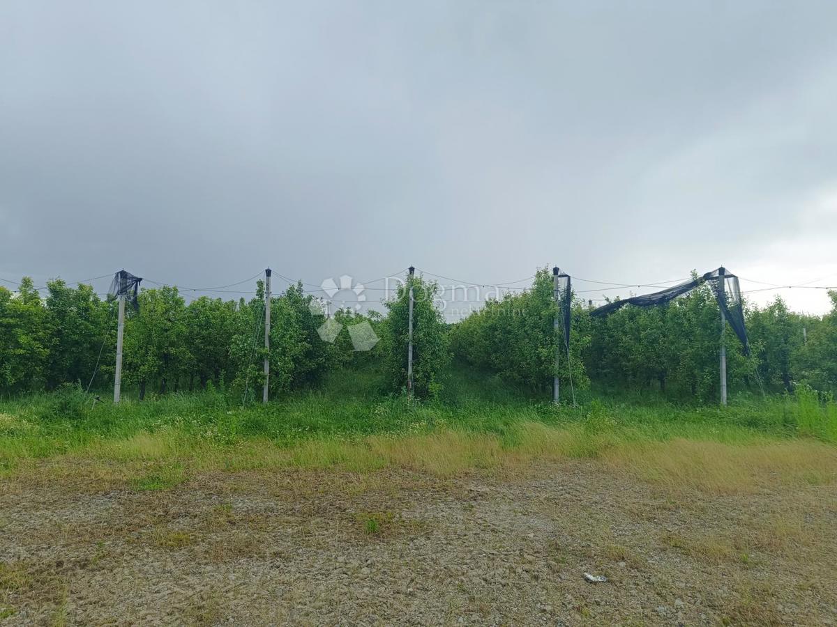 Kmetijsko zemljišče Petrijevci, 68.580m2