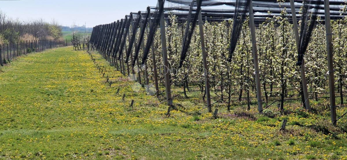 Kmetijsko zemljišče Beli Manastir, Beli, 72.849m2
