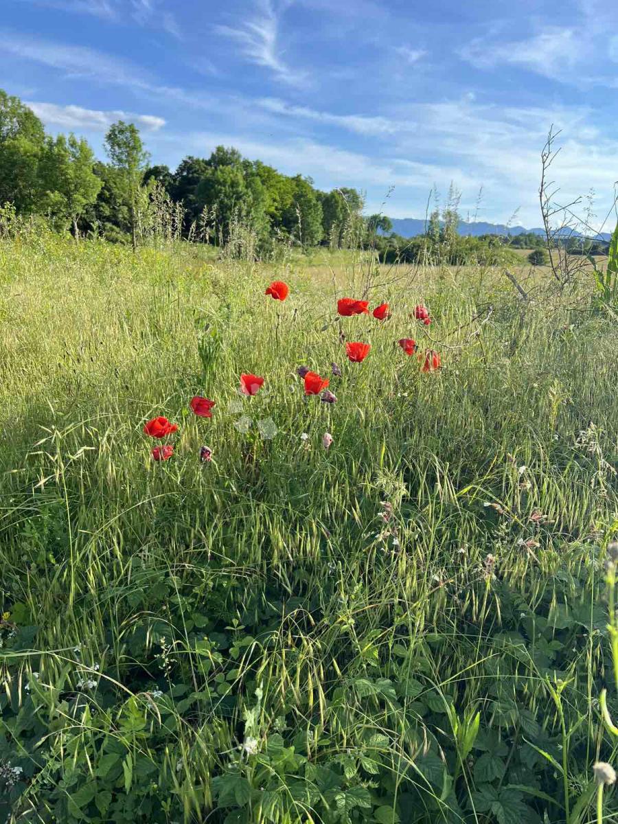 Zazidljivo zemljišče Lički Osik, Gospić - Okolica, 28.167m2