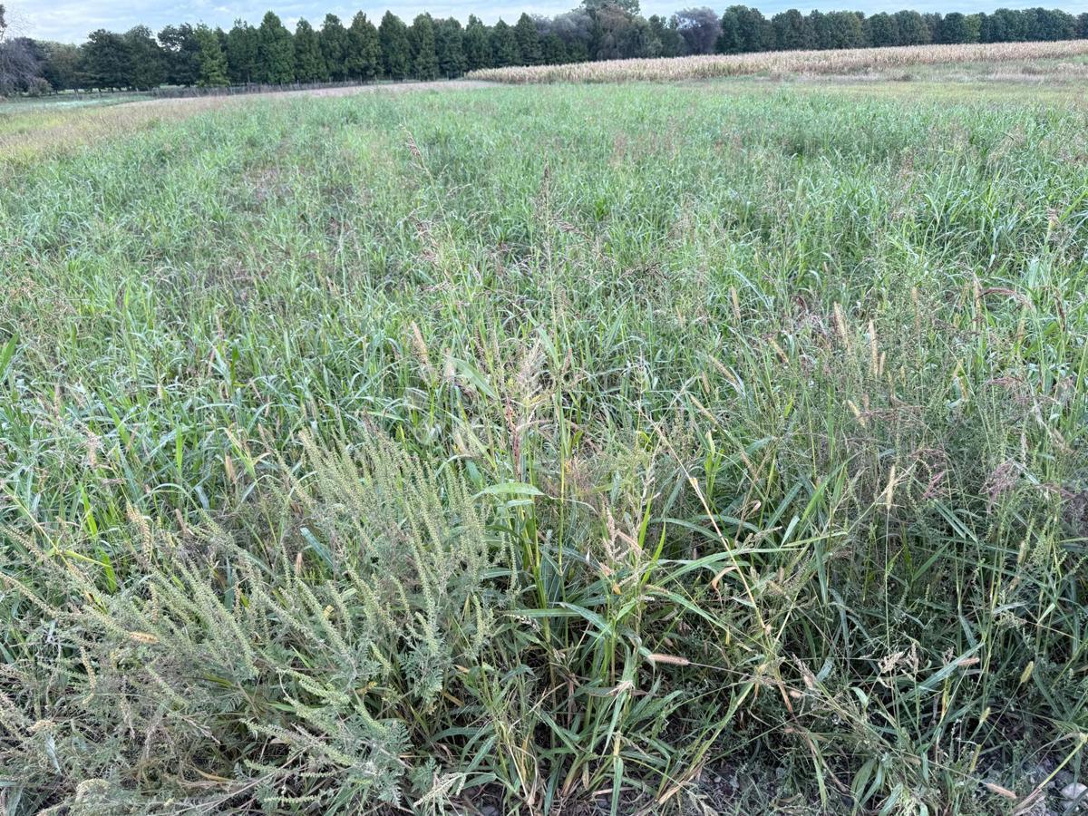 Kmetijsko zemljišče Jalkovec, Varaždin - Okolica, 2.135m2