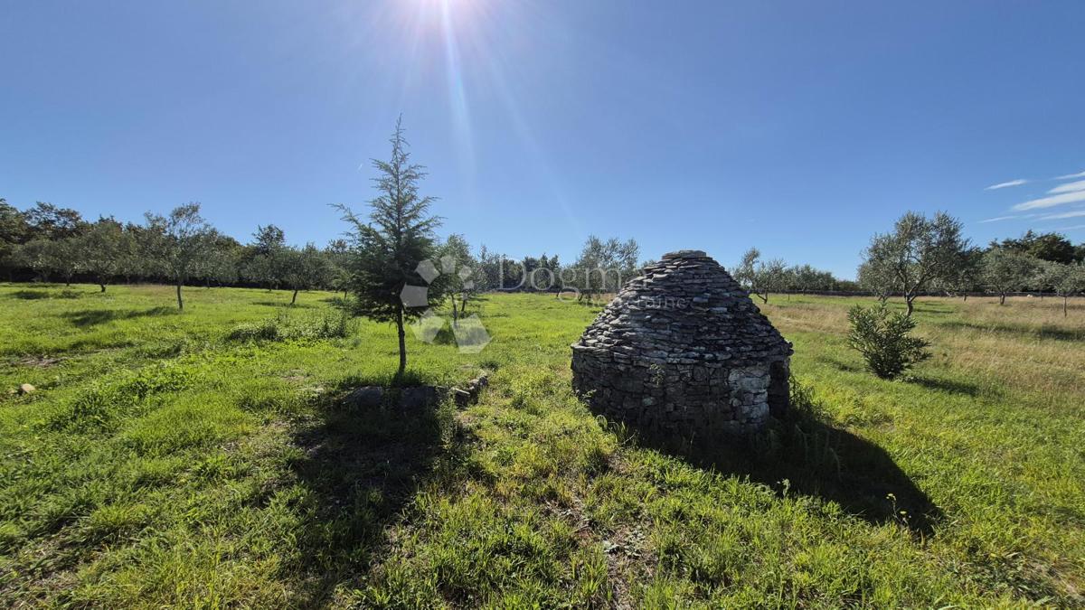 Kmetijsko zemljišče z istrskim kažunom in oljkami 13979 m2