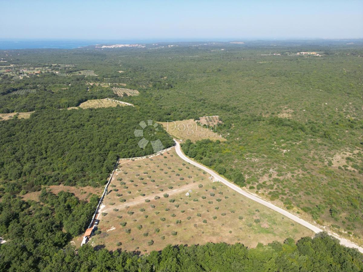 Kmetijsko zemljišče z istrskim kažunom in oljkami 13979 m2