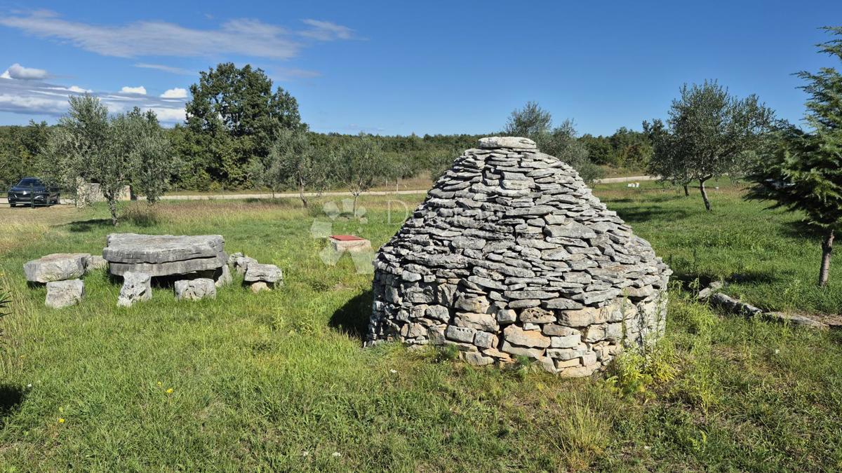 Kmetijsko zemljišče z istrskim kažunom in oljkami 13979 m2