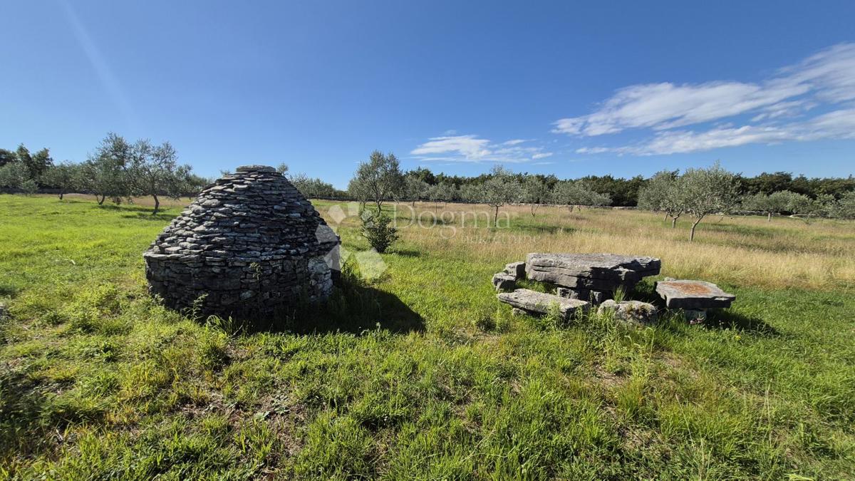 Kmetijsko zemljišče z istrskim kažunom in oljkami 13979 m2