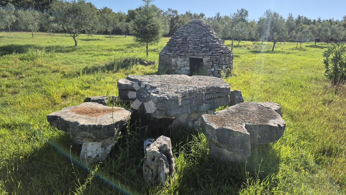 Kmetijsko zemljišče z istrskim kažunom in oljkami 13979 m2