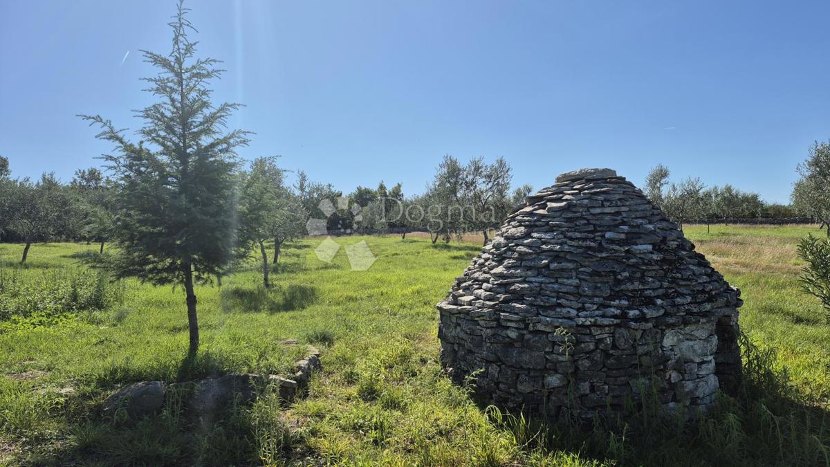 Kmetijsko zemljišče z istrskim kažunom in oljkami 13979 m2