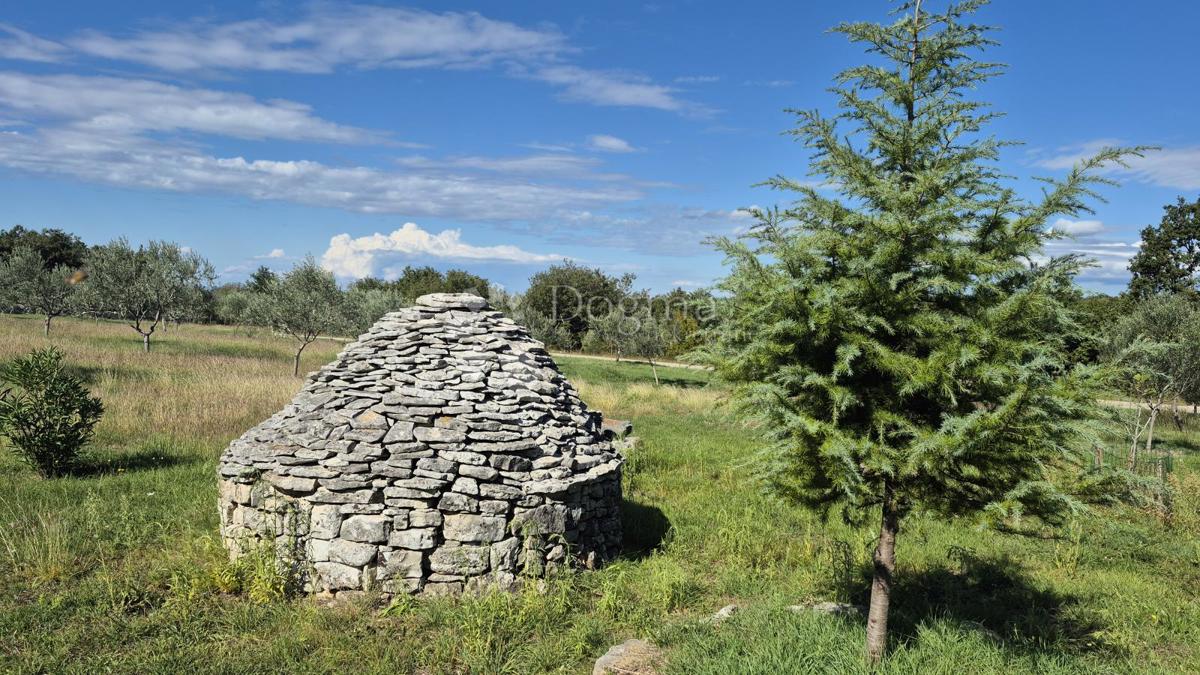 Kmetijsko zemljišče z istrskim kažunom in oljkami 13979 m2