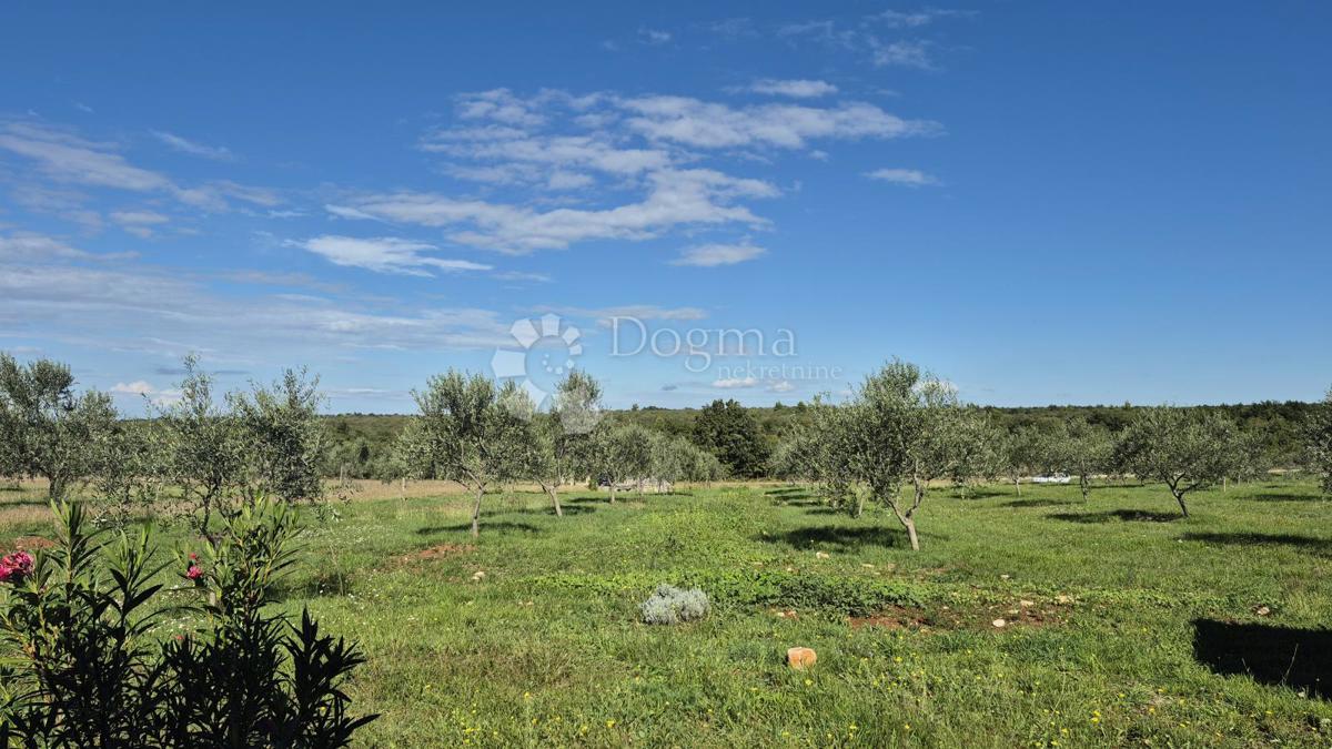 Kmetijsko zemljišče z istrskim kažunom in oljkami 13979 m2