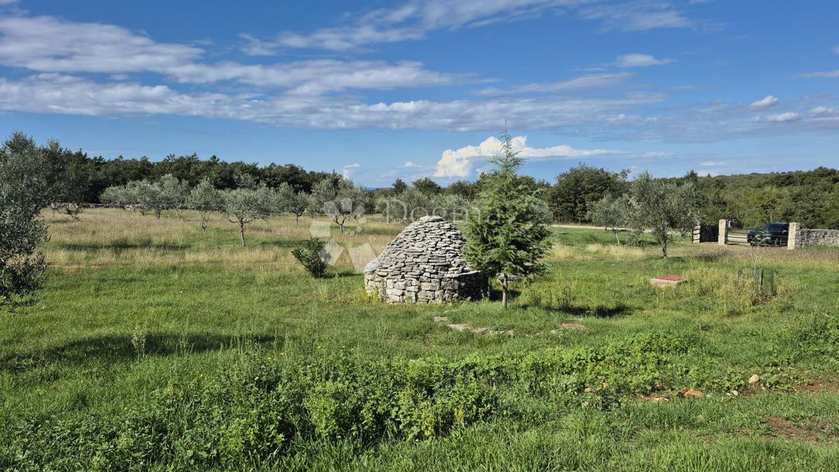 Kmetijsko zemljišče z istrskim kažunom in oljkami 13979 m2