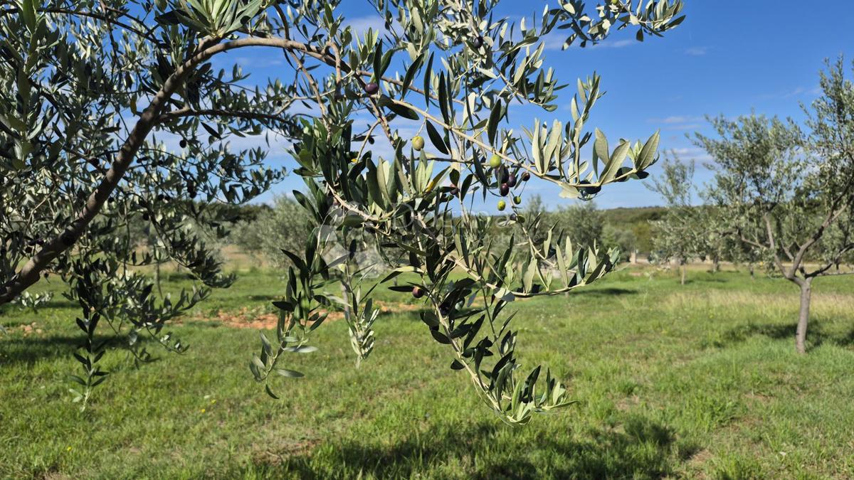 Kmetijsko zemljišče z istrskim kažunom in oljkami 13979 m2