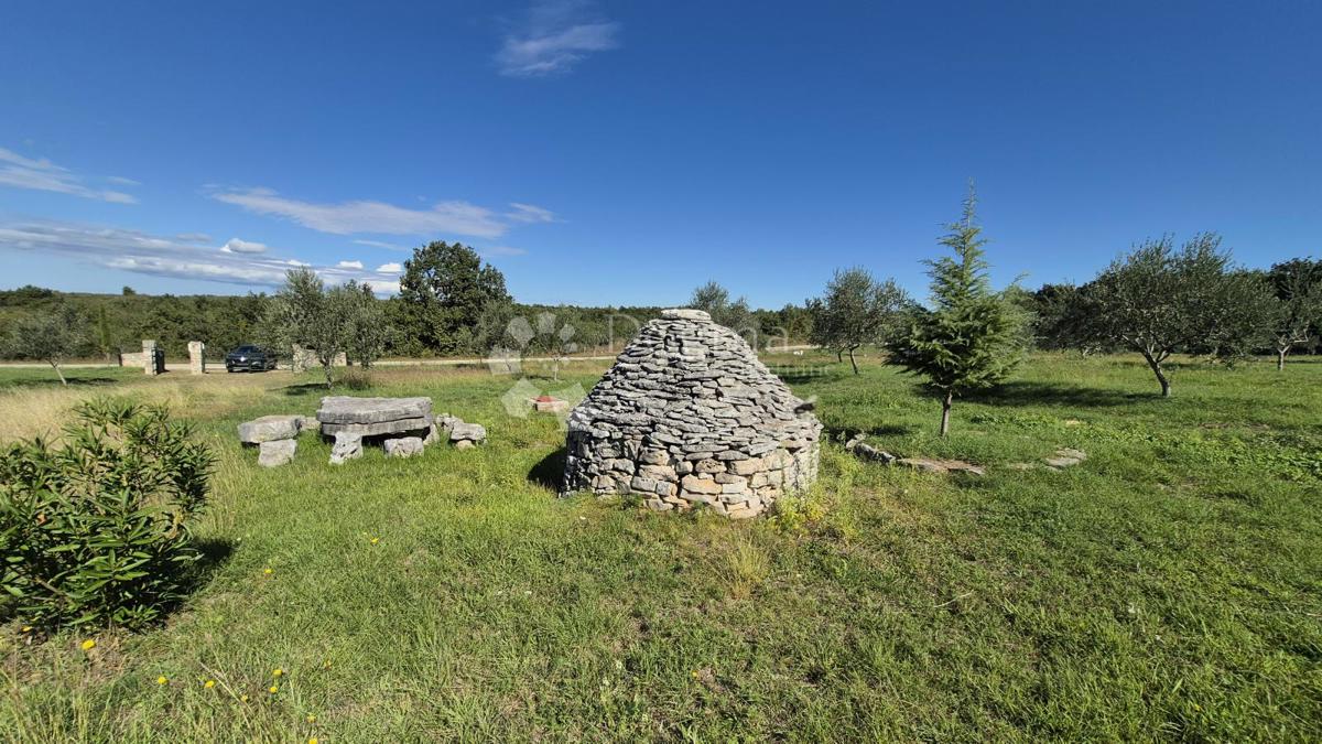 Kmetijsko zemljišče z istrskim kažunom in oljkami 13979 m2