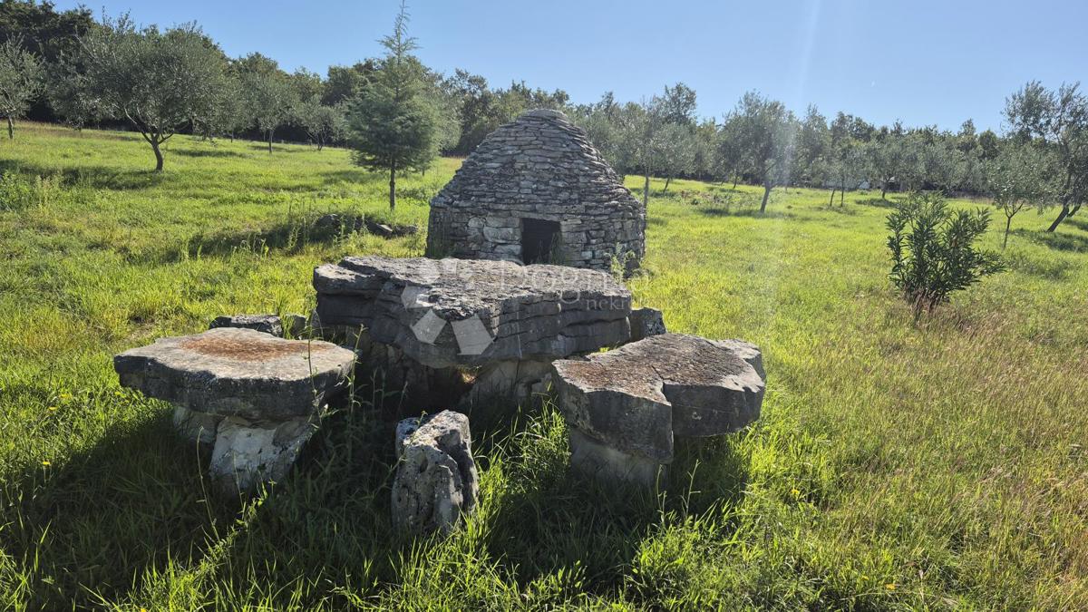 Kmetijsko zemljišče z istrskim kažunom in oljkami 13979 m2