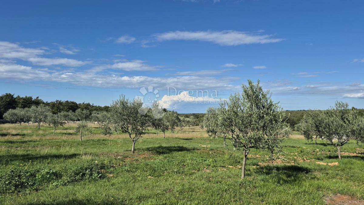 Kmetijsko zemljišče z istrskim kažunom in oljkami 13979 m2