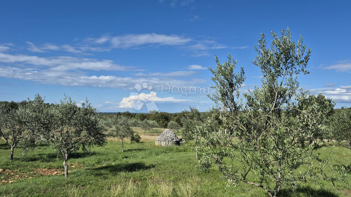 Kmetijsko zemljišče z istrskim kažunom in oljkami 13979 m2