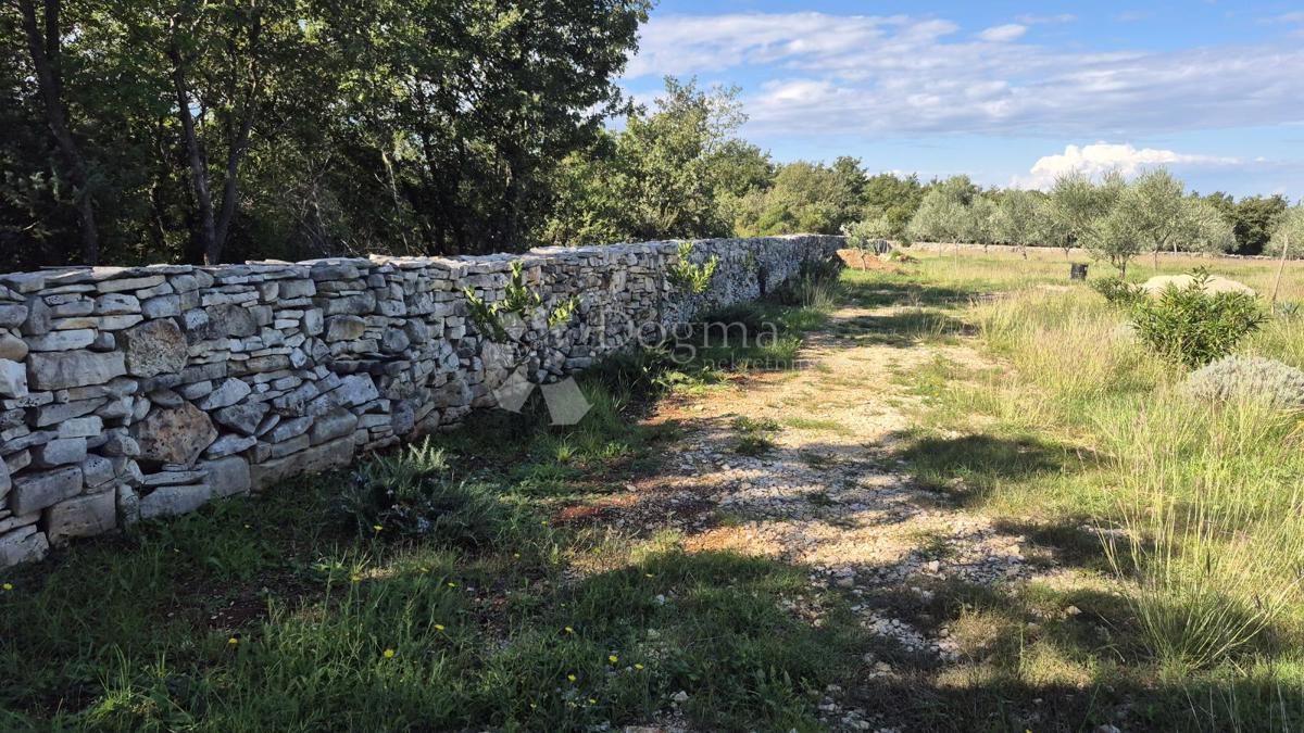 Kmetijsko zemljišče z istrskim kažunom in oljkami 13979 m2