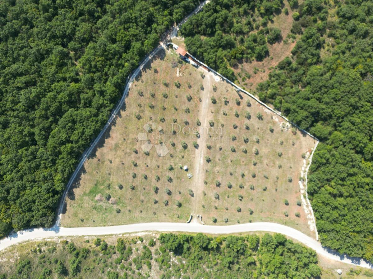 Kmetijsko zemljišče z istrskim kažunom in oljkami 13979 m2