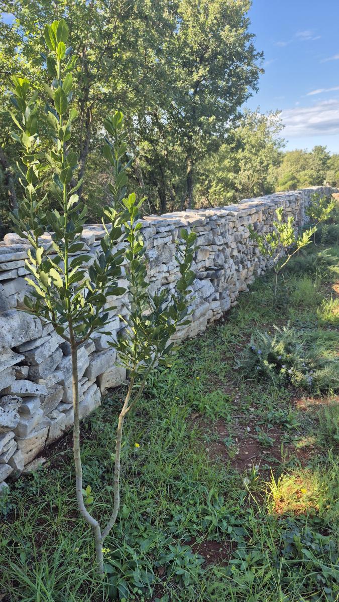 Kmetijsko zemljišče z istrskim kažunom in oljkami 13979 m2