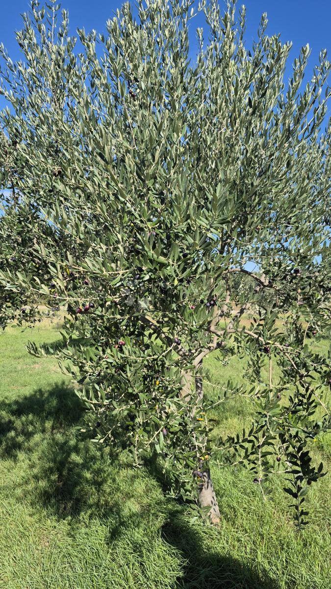 Kmetijsko zemljišče z istrskim kažunom in oljkami 13979 m2