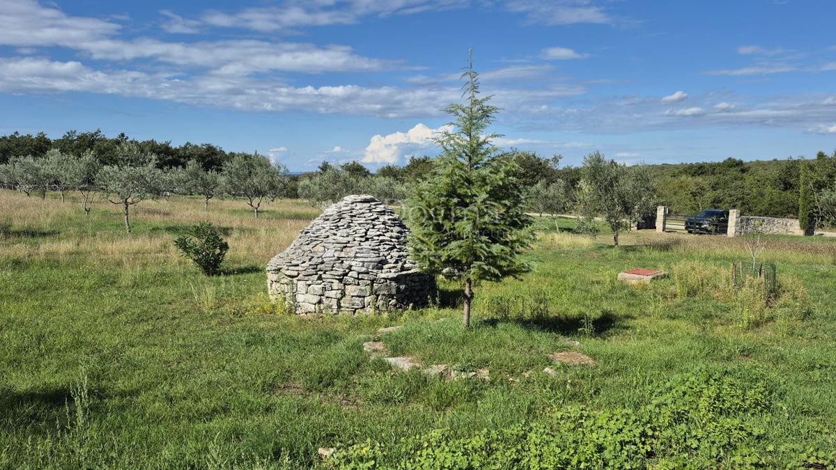 Kmetijsko zemljišče z istrskim kažunom in oljkami 13979 m2