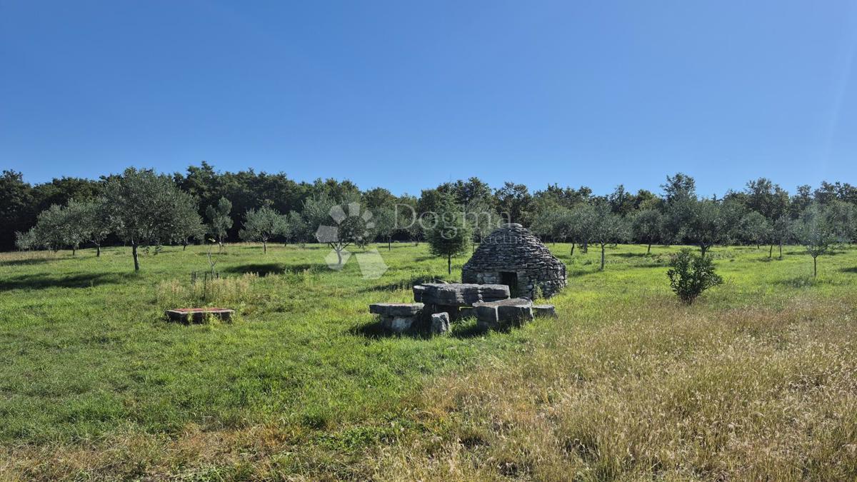 Kmetijsko zemljišče z istrskim kažunom in oljkami 13979 m2