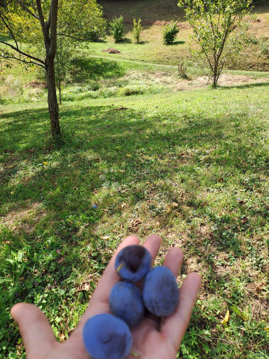 Hiša Ostrožin, Gvozd, 110m2