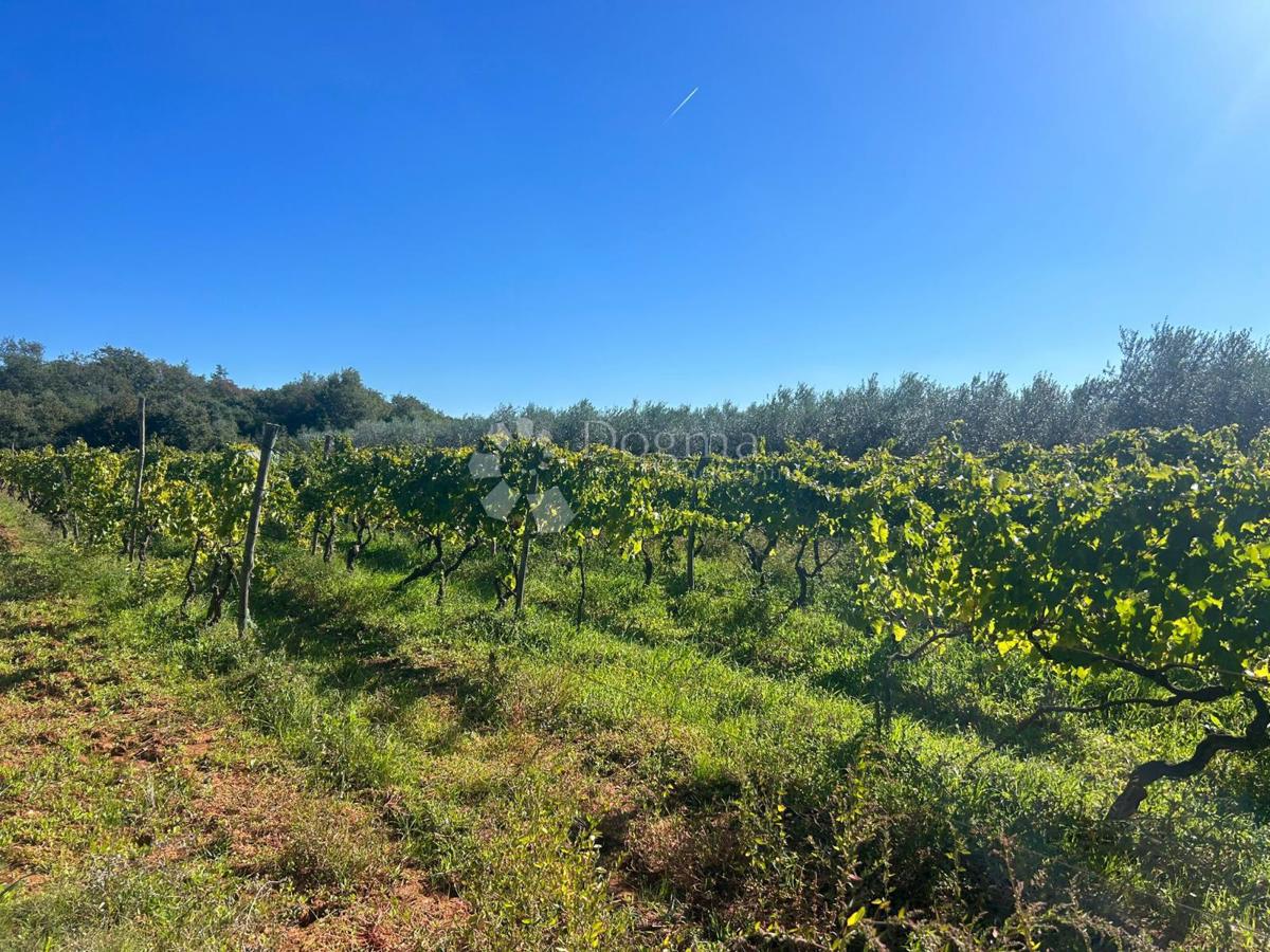 VINOGRAD Z ISTRSKO MALMAZIJO -Galižana