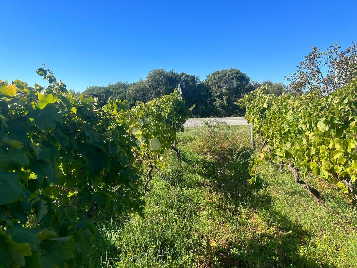 VINOGRAD Z ISTRSKO MALMAZIJO -Galižana