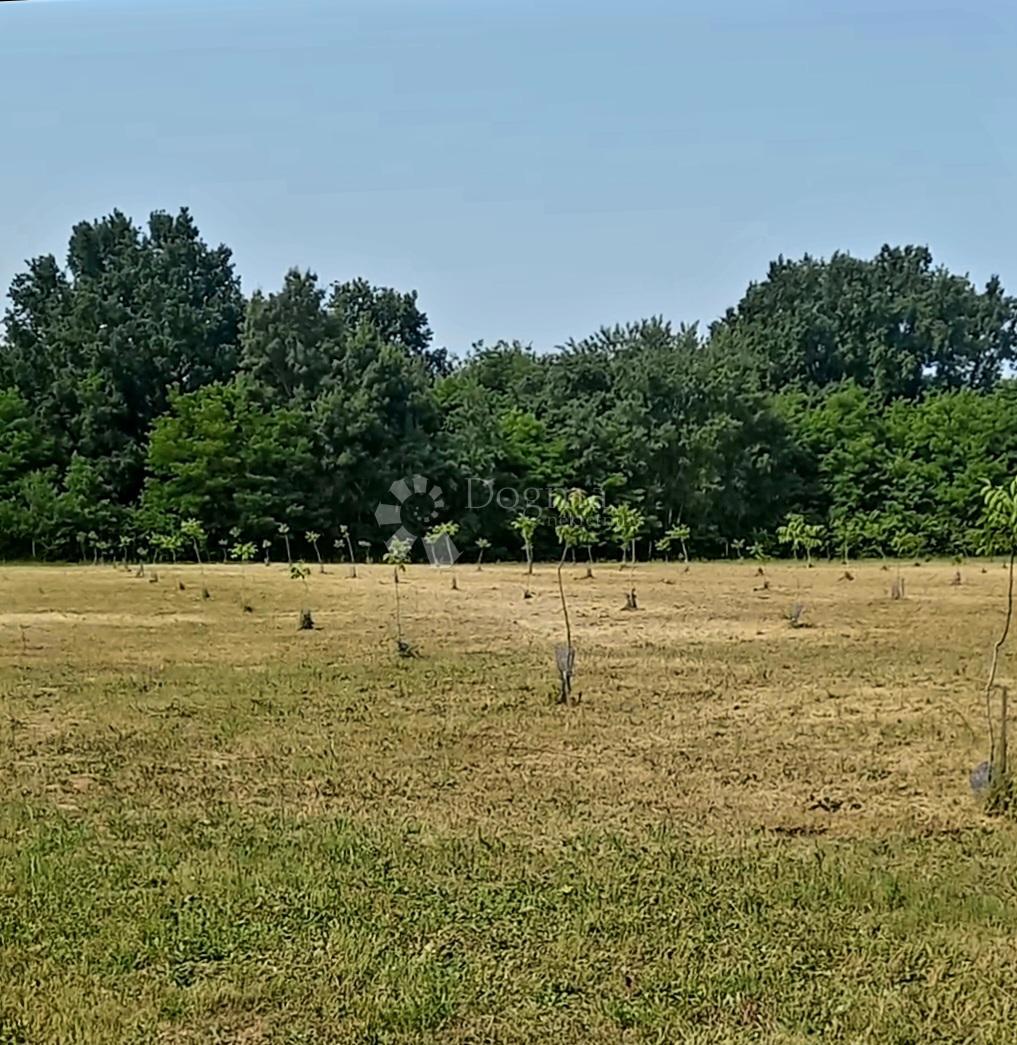 Kmetijsko zemljišče Satnica, Petrijevci, 15.484m2