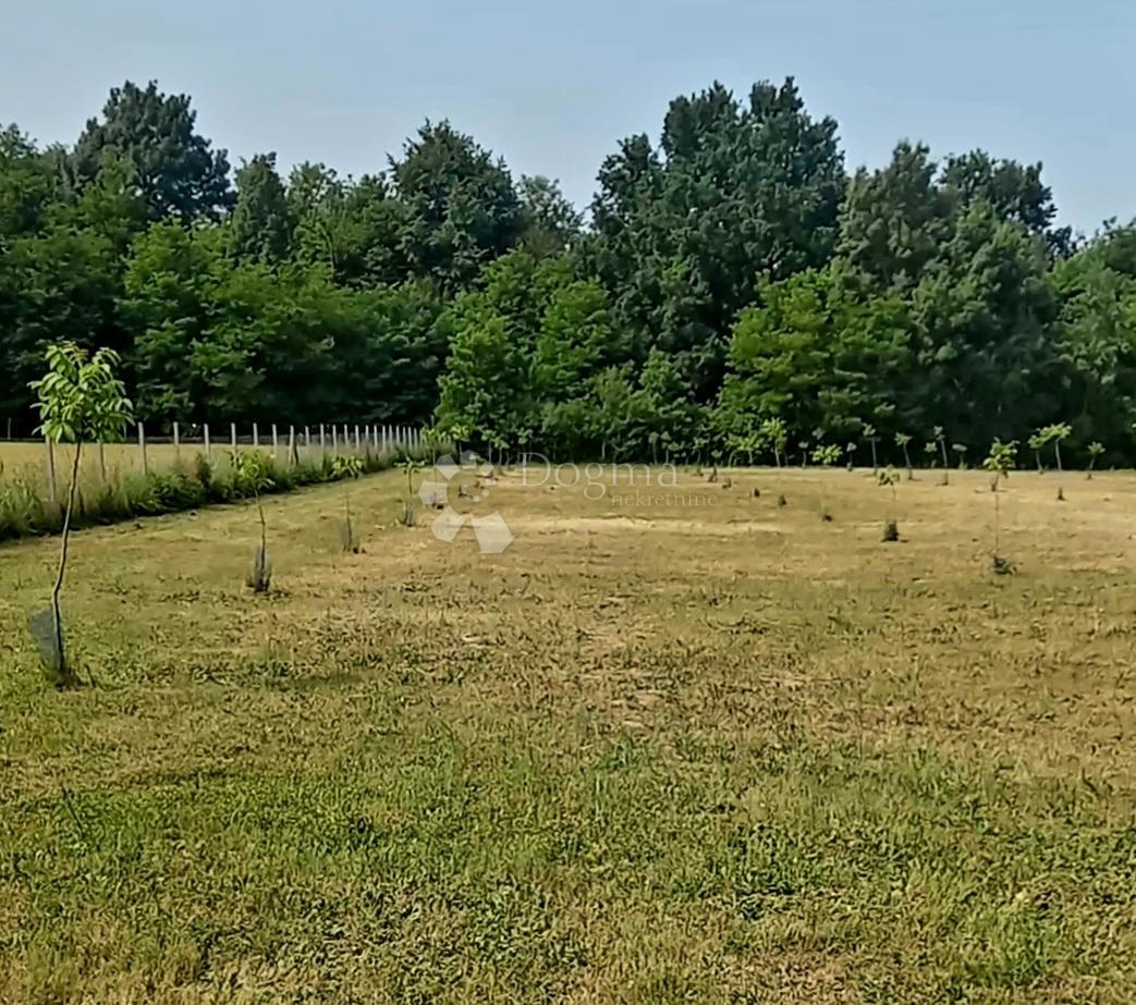 Kmetijsko zemljišče Satnica, Petrijevci, 15.484m2