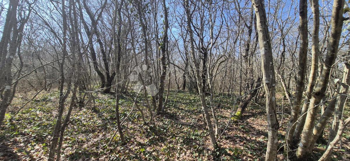 Kmetijsko zemljišče Glavani, Barban, 23.953m2