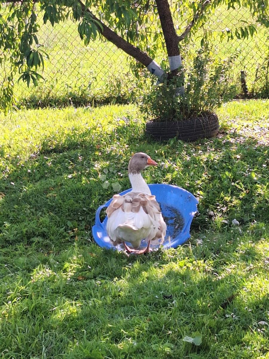 Hiša Blatuša, Gvozd, 54m2